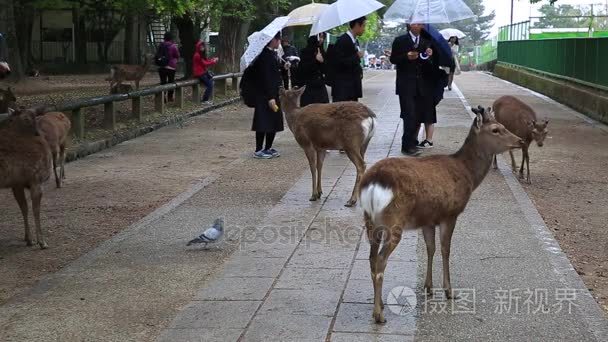 学生触摸奈良鹿视频