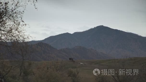 成群的马在山区的山后面走到远处