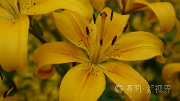 植物百合 bulbiferum 详细特写高清镜头-草本百合花视频