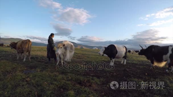 游牧民族女人与牛