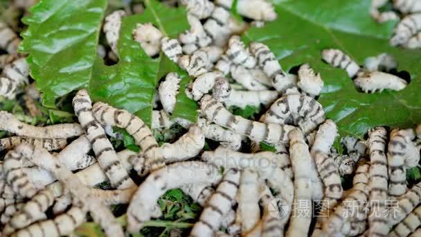 多毛虫蚕吃绿叶躺在地上- 00:424k海洋多毛类蠕虫