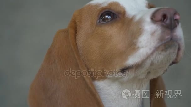 犬性质视频