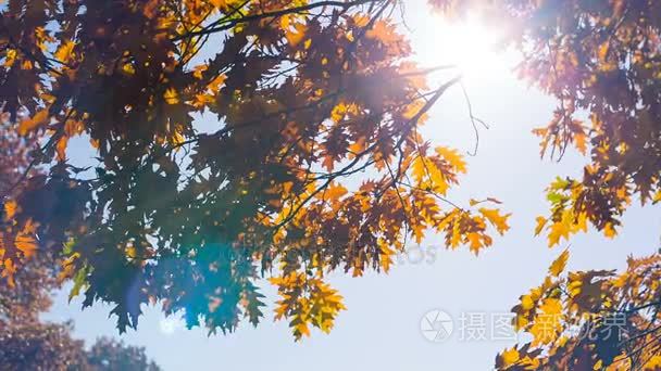 太阳透过枫叶的光芒视频