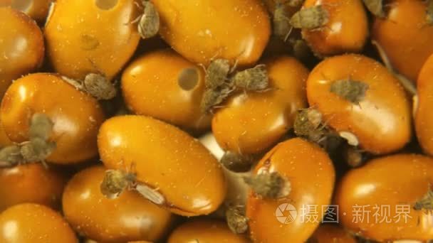 菜豆象小虫甲虫感染黄棕色绿豆视频