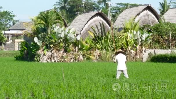 农民在巴厘岛稻田辛勤工作视频