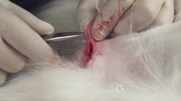 犬去势的手术特写录像视频