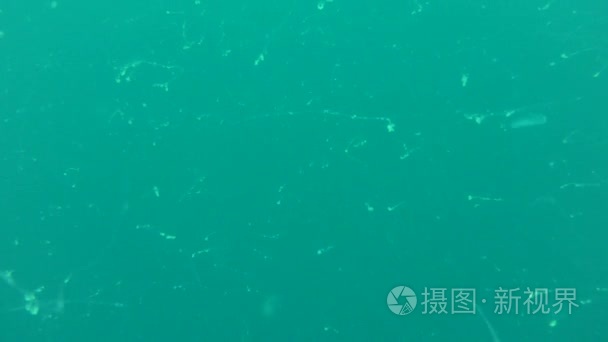 海洋真菌在水柱中游动视频