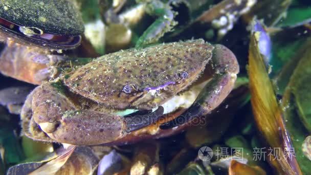 捷豹圆蟹, 特写短视频