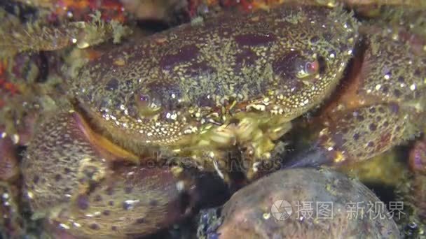疣蟹用爪子从壳里取蜗牛肉视频
