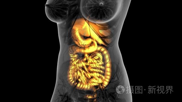 女性消化系统发光的科学解剖学扫描
