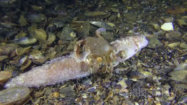 螃蟹在底部发现和吃死的鱼视频