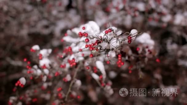 雪树与小红色莓果在夜视频