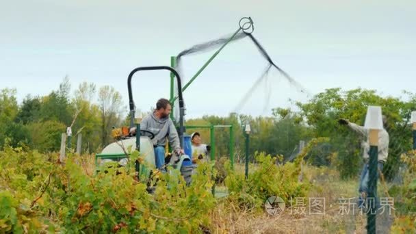 威尔逊, Ny, 美国 2017年10月 农夫使用一台特别机器和拖拉机用网盖葡萄。保护免受鸟类视频