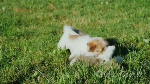 小狗狗在草地上玩耍很有趣视频