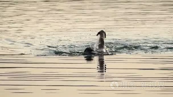 年轻男子游泳仰泳在波光粼粼的黑海水域在夕阳在斯洛伐克-钼