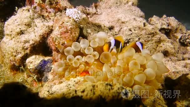小丑鱼生活在海洋中的海葵视频