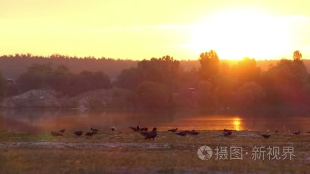 夕阳下的森林湖泊  有鸽子  波光粼粼的水域  木本海岸