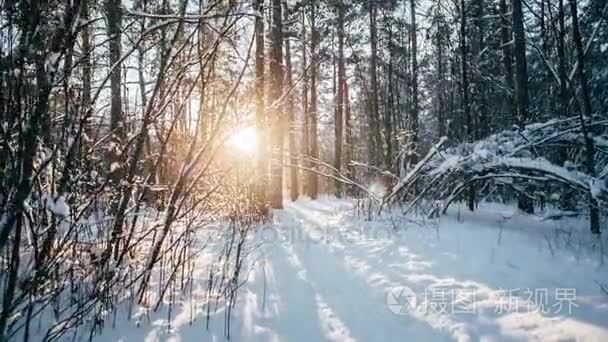 冬天的雪森林, 在树上有红色的阳光
