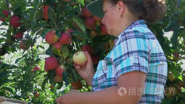 女人收集熟透了的苹果的丰收