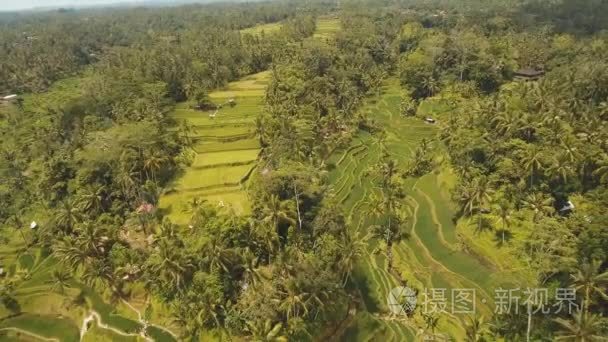 印度尼西亚巴厘岛乌布梯田稻田视频