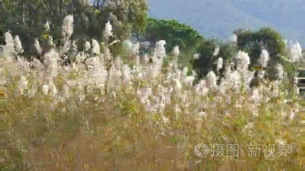 风中的植物视频