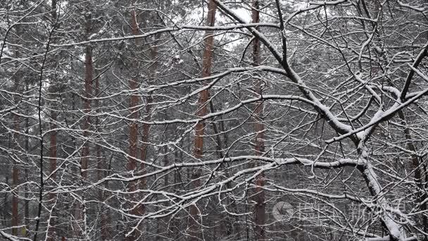 混合森林中的雪在慢动作中下落视频