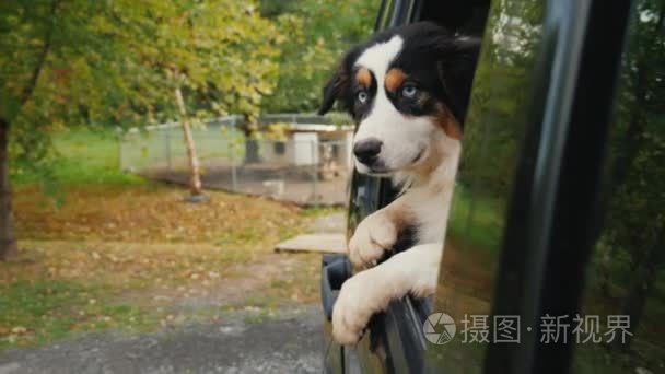 狗离开了动物收容所。从车窗外看  在背景中  笼子和狗的摊位。采用宠物概念