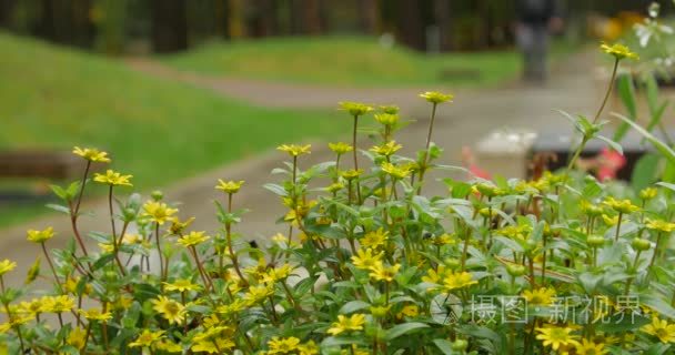 小花特写视频