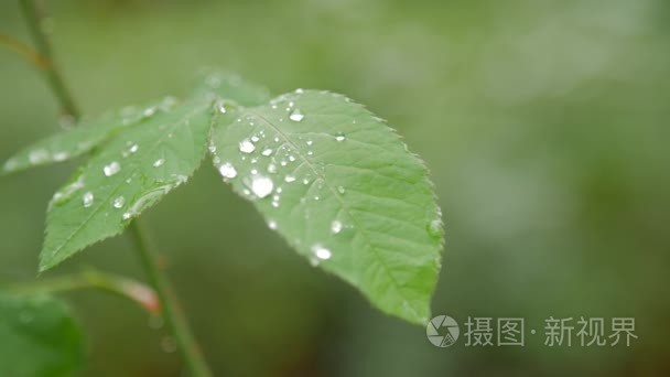 绿玫瑰叶上的露水特写视频