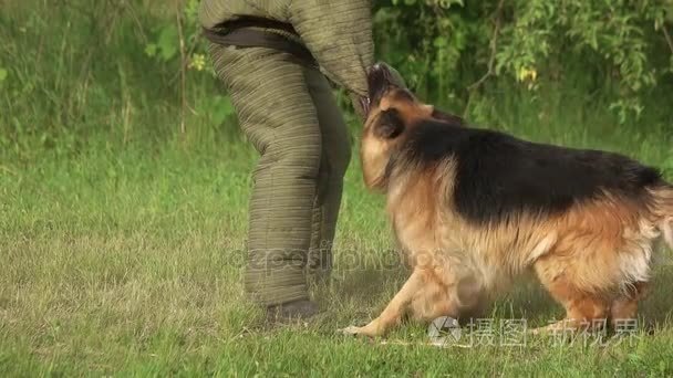 愤怒毛茸茸的狗咬视频