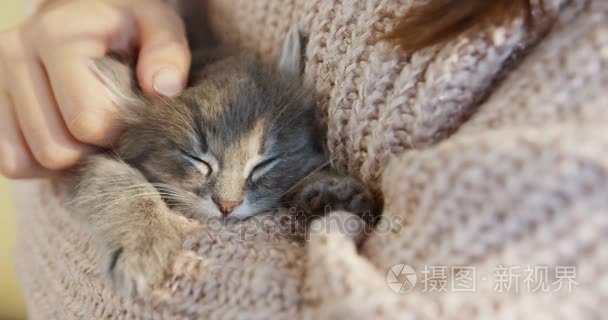 闭上可爱的小猫咪睡觉, 在女人手中醒来, 在温暖的粉红色毛衣抚摸它。内