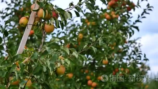 果园里有黄苹果的苹果树视频