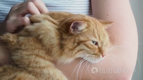 女人抚摸着可爱的姜猫躺在她的怀里。非常蓬松的宠物咕噜关闭眼睛的快感。温馨的家