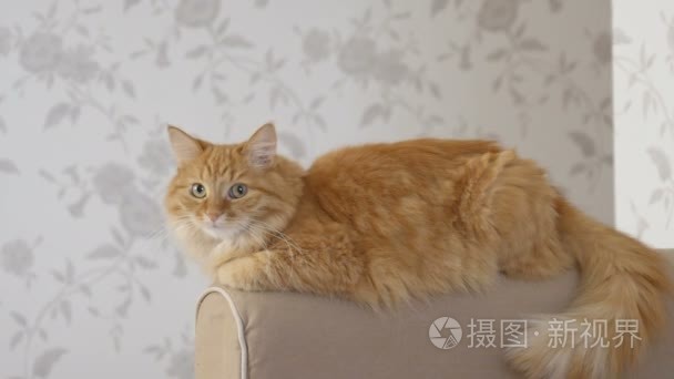 可爱的姜猫躺在沙发扶手上。毛茸茸的宠物在镜头中主演。温馨家居背景