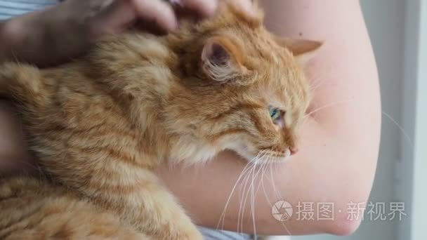 女人抚摸着可爱的姜猫躺在她的怀里。非常蓬松的宠物咕噜关闭眼睛的快感。温馨的家