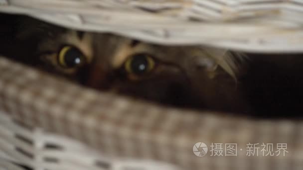 小花猫从木篮子里偷看视频