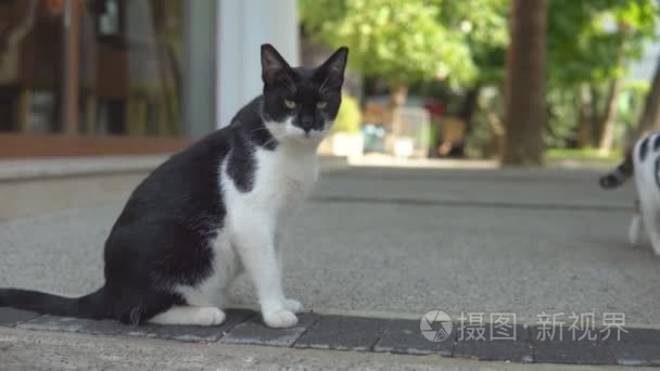 老欧洲城市中一只流浪猫的肖像视频