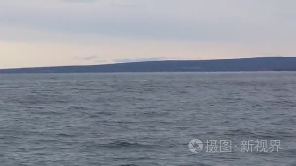 在冰岛海面追逐虎鲸视频