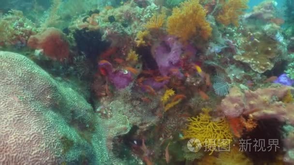 珊瑚礁和热带鱼。印度尼西亚  巴厘岛