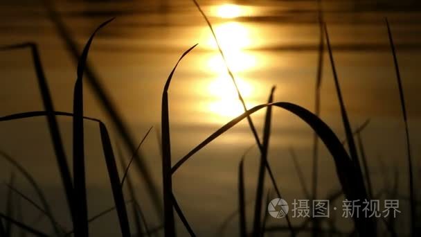 夏日日落时有阳光的美丽湖泊视频