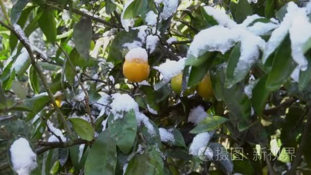 花园里满是白雪的桂树视频