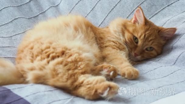 可爱的姜猫躺在床上的灰色毯子上, 毛茸茸的宠物要睡觉了。温馨家居背景