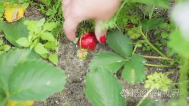 女孩采摘草莓在农场视频