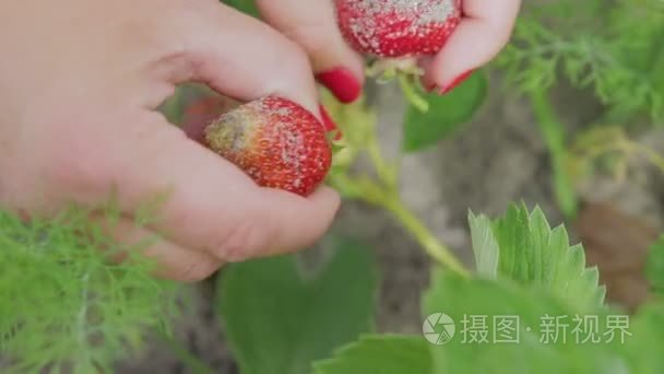 女孩采摘草莓在农场视频