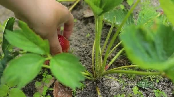 女孩采摘草莓在农场视频