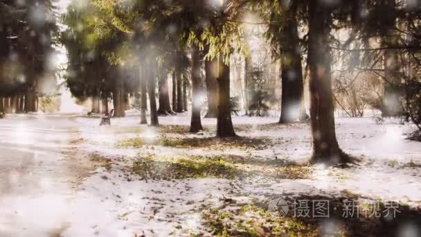 冬天公园在一个晴朗的天。在寒冷的日子里被雪覆盖的树木, 道路