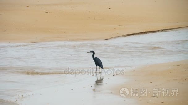 太平洋岩鹭猎取鱼食视频