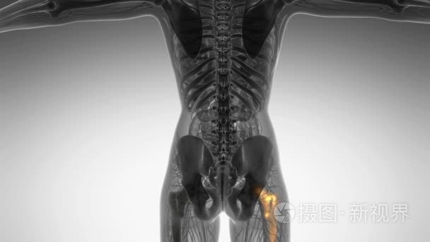 髋骨解剖学医学扫描视频