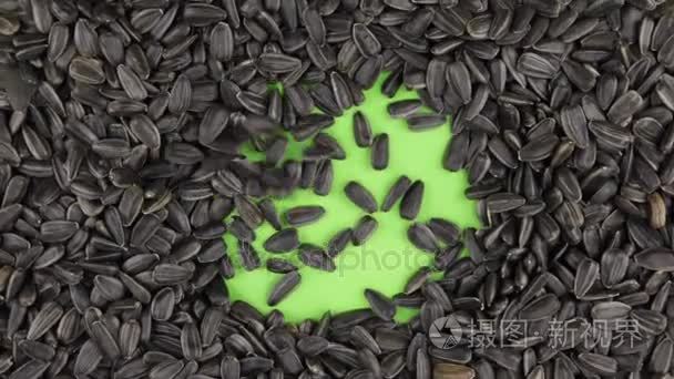 向日葵种子落在一个旋转的绿色屏幕上, 填满向日葵的全部背景视频