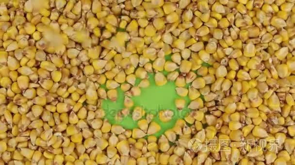 玉米粒落在一个旋转的绿色屏幕上, 填满玉米的全部背景视频